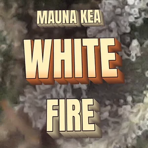 Mauna Kea White Fire Cannabis Strain