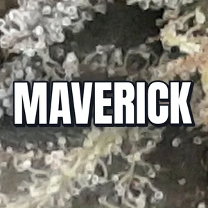 Maverick Cannabis Strain