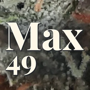 Max 49 Cannabis Strain