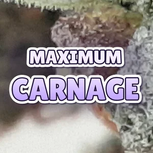 Maximum Carnage Cannabis Strain