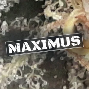Maximus Cannabis Strain