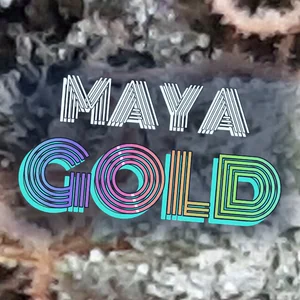 Maya Gold Cannabis Strain