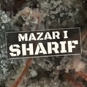 Mazar I Sharif Cannabis Strain