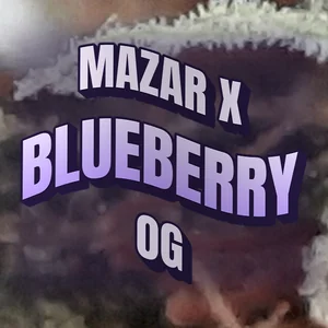 Mazar x Blueberry OG Cannabis Strain
