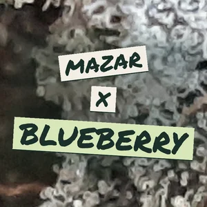 Mazar x Blueberry Cannabis Strain