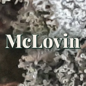 McLovin Cannabis Strain