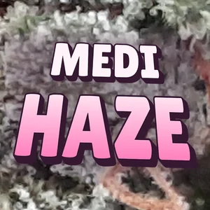 Medi Haze Cannabis Strain