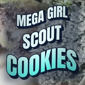 Mega Girl Scout Cookies Cannabis Strain