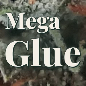Mega Glue Cannabis Strain