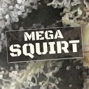 Mega Squirt Cannabis Strain