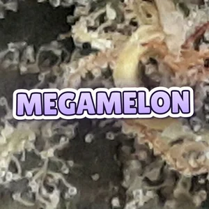 Megamelon Cannabis Strain