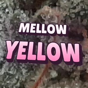 Mellow Yellow Cannabis Strain