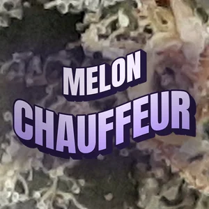 Melon Chauffeur Cannabis Strain