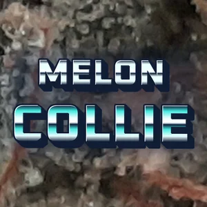 Melon Collie Cannabis Strain
