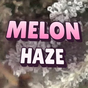 Melon Haze Cannabis Strain