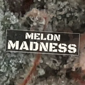 Melon Madness Cannabis Strain