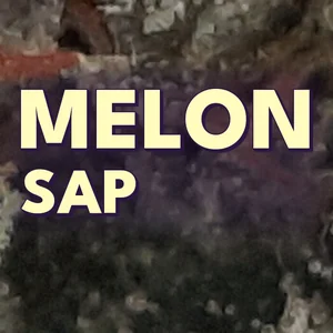 Melon Sap Cannabis Strain