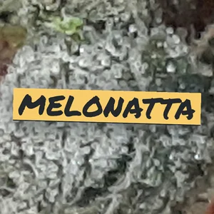 Melonatta Cannabis Strain