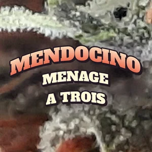 Mendocino Menage a Trois Cannabis Strain