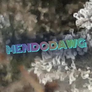 Mendodawg Cannabis Strain