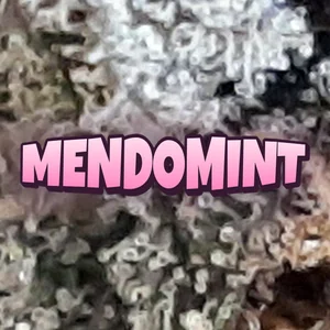 MendoMint Cannabis Strain
