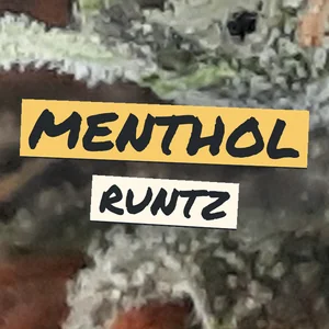 Menthol Runtz Cannabis Strain