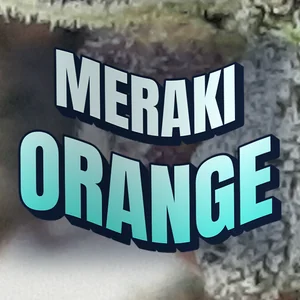 Meraki Orange Cannabis Strain