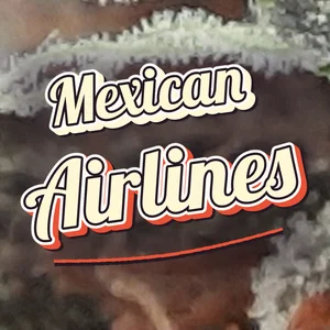 Mexican Airlines Cannabis Strain