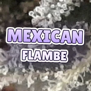 Mexican Flambe Cannabis Strain