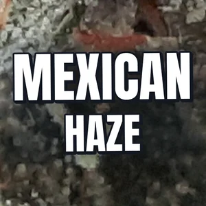 Mexican Haze Cannabis Strain