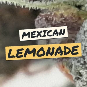 Mexican Lemonade Cannabis Strain