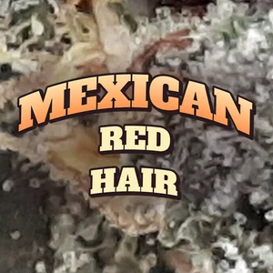 Mexican Red Hair Cannabis Strain