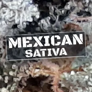 Mexican Sativa Cannabis Strain