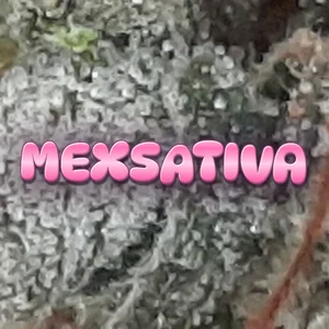Mexsativa Cannabis Strain