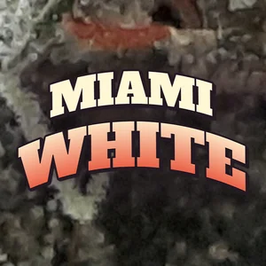 Miami White Cannabis Strain