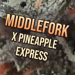 Middlefork x Pineapple Express Cannabis Strain