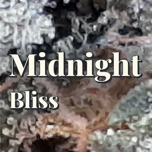 Midnight Bliss Cannabis Strain