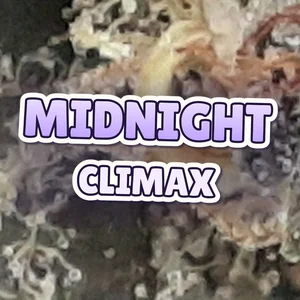 Midnight Climax Cannabis Strain