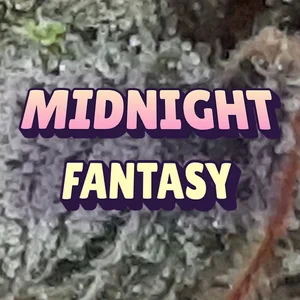 Midnight Fantasy Cannabis Strain