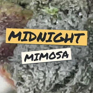 Midnight Mimosa Cannabis Strain