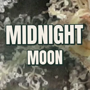Midnight Moon Cannabis Strain