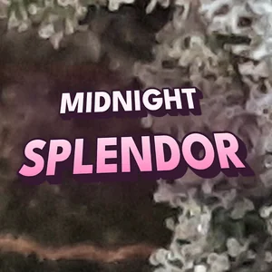 Midnight Splendor Cannabis Strain