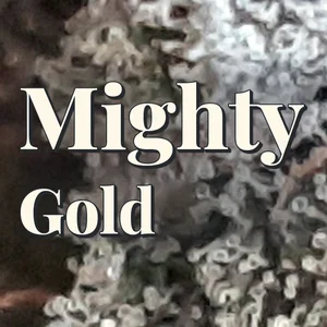 Mighty Gold Cannabis Strain