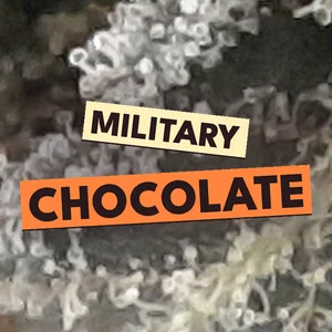 Military Chocolate Cannabis Strain