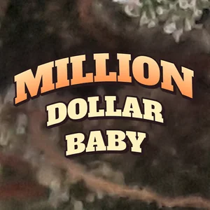 Million Dollar Baby Cannabis Strain