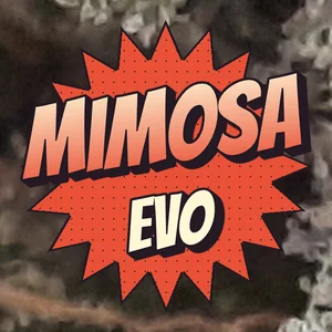 Mimosa Evo Cannabis Strain