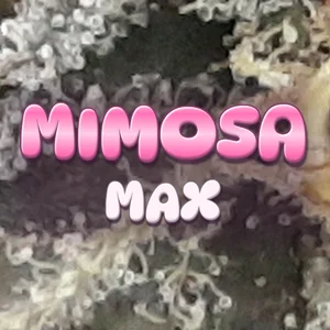 Mimosa Max Cannabis Strain