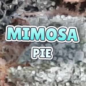 Mimosa Pie Cannabis Strain