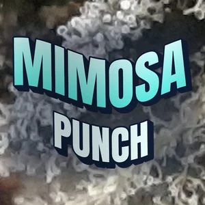 Mimosa Punch Cannabis Strain