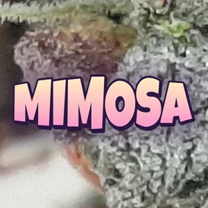 Mimosa Cannabis Strain